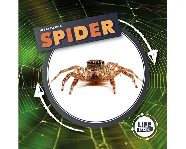 Life Cycle Of A Spider