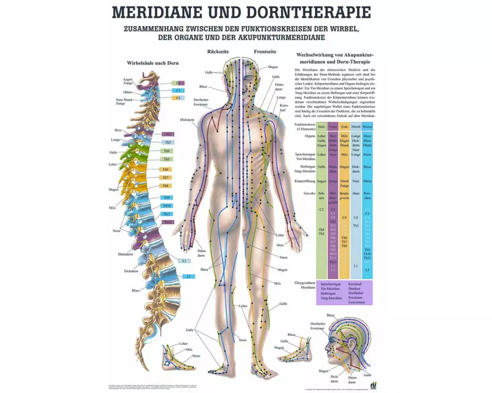 Rüdiger Anatomische Lehrtafel Dorntherapie & Meridiane
