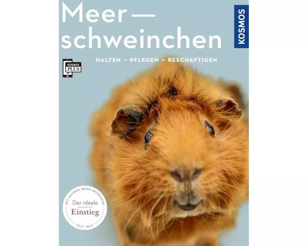 Meerschweinchen