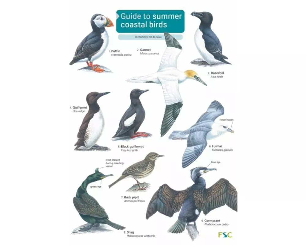 Guide to Summer Coastal Birds