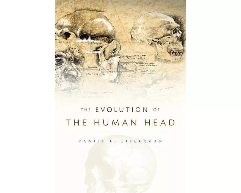 The Evolution of the Human Head