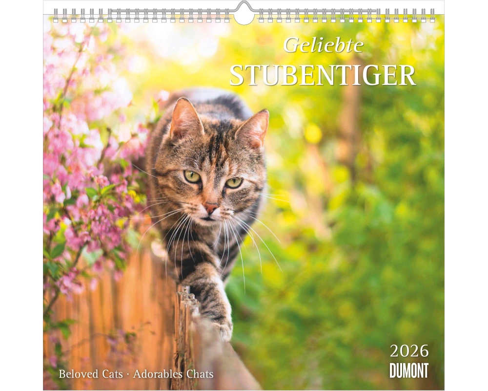 DUMONT Bildkalender 2026 260612 Stubentiger ML 38x35.5cm