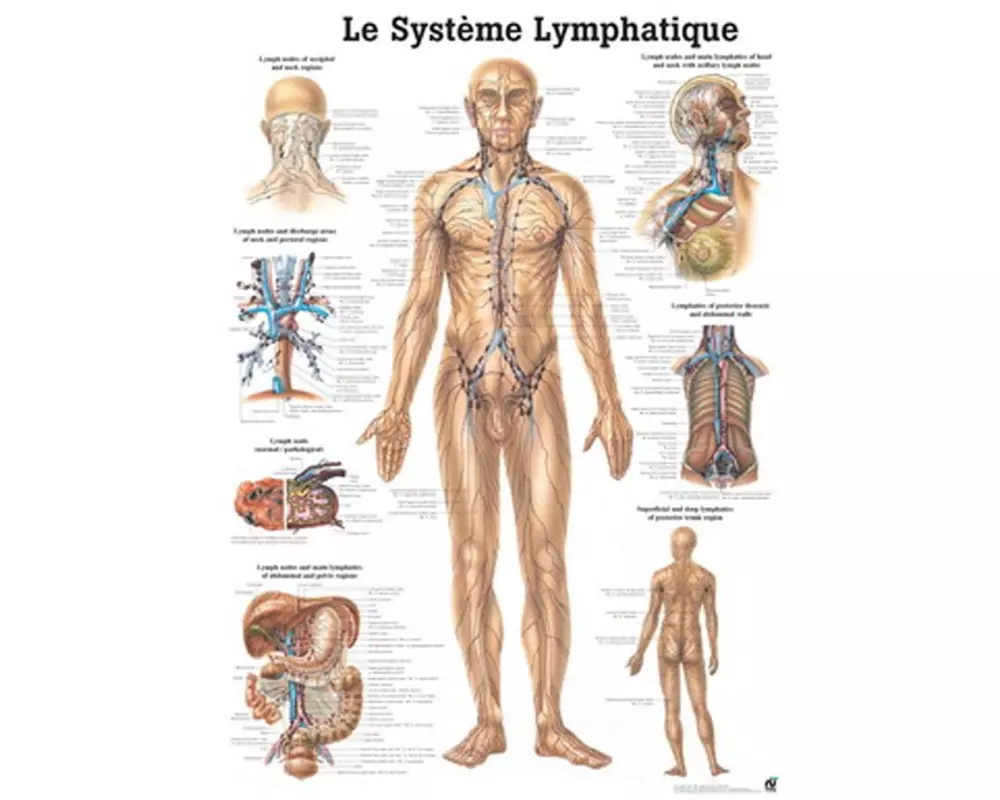 Rüdiger Anatomische Lehrtafel Das Lymphsystem