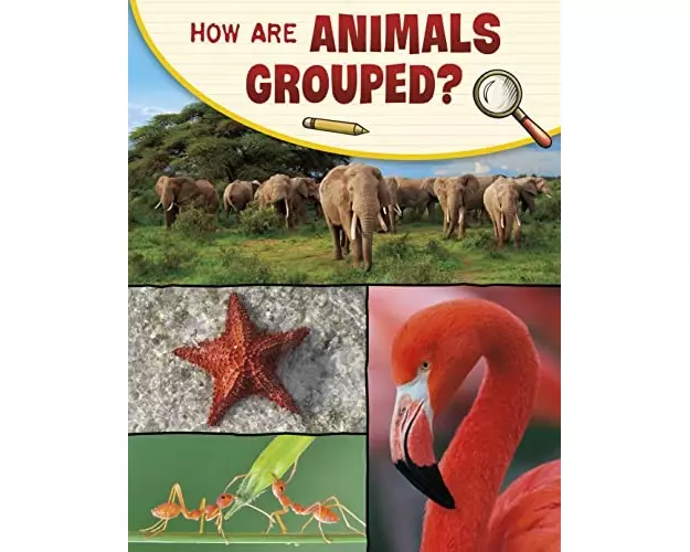 How Are Animals Grouped?
