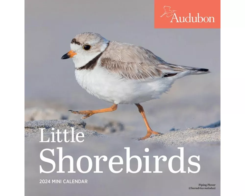 Audubon Little Shorebirds Mini Wall Calendar 2024