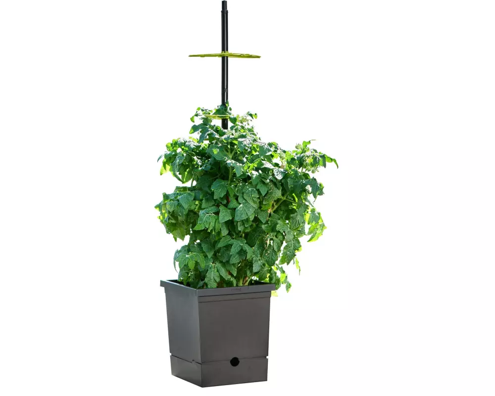 Romberg Tomatentopf mit Selbstbewässerung mit flexiber Rankhilfe