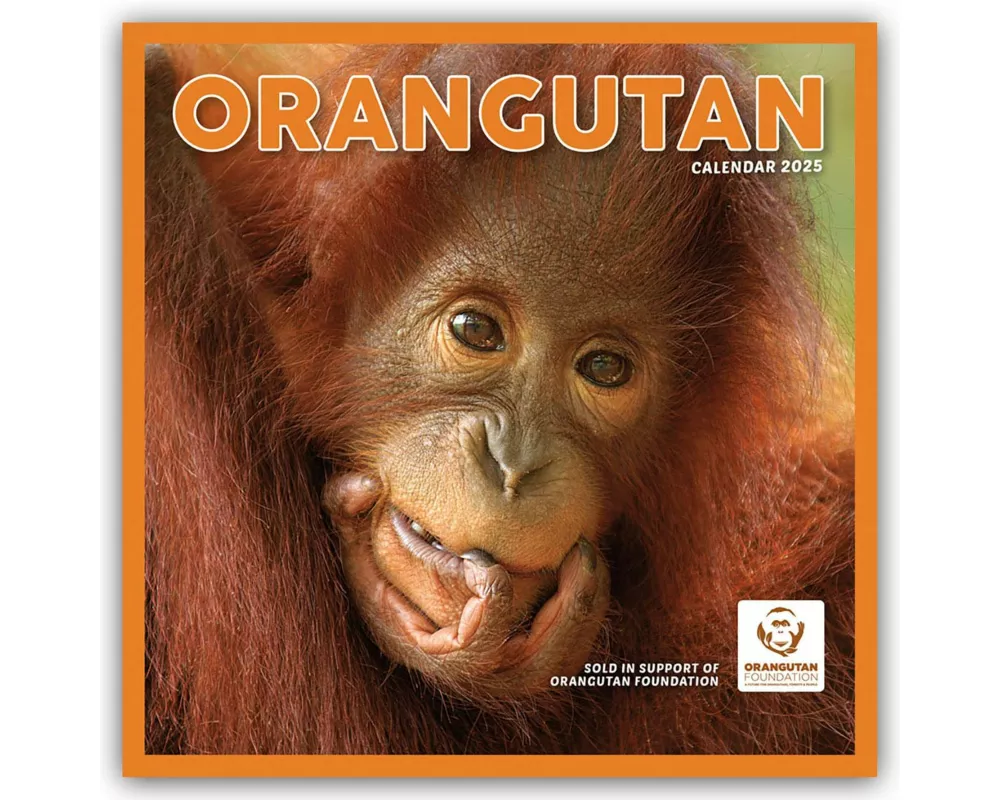 Orangutan Square Wall Calendar 2025