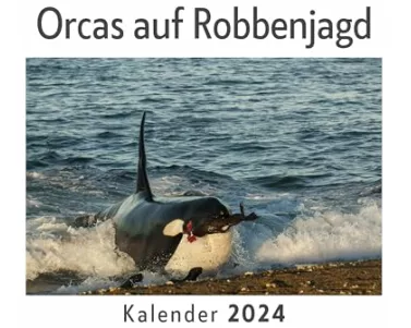 Orcas auf Robbenjagd (Wandkalender 2024, Kalender DIN A4 quer, Monatskalender im Querformat mit Kalendarium, Das perfekte Geschenk)