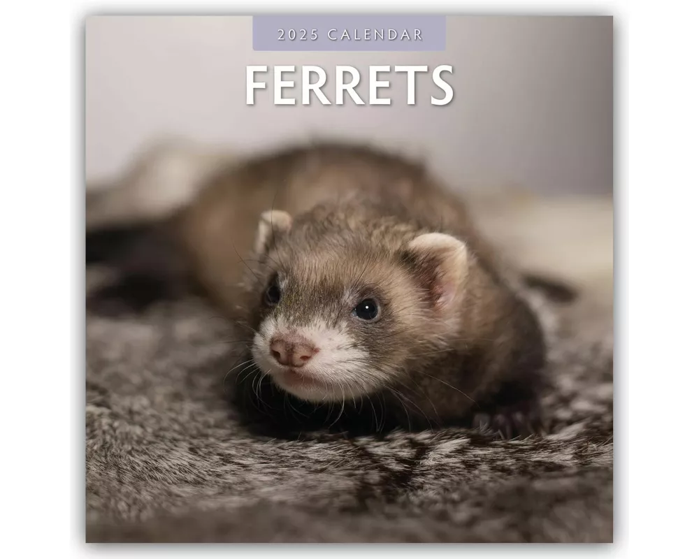 Ferrets 2025 Square Wall Calendar