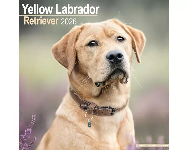 Labrador Retriever (Yellow) Calendar 2026 Square Dog Breed Wall Calendar - 16 Month