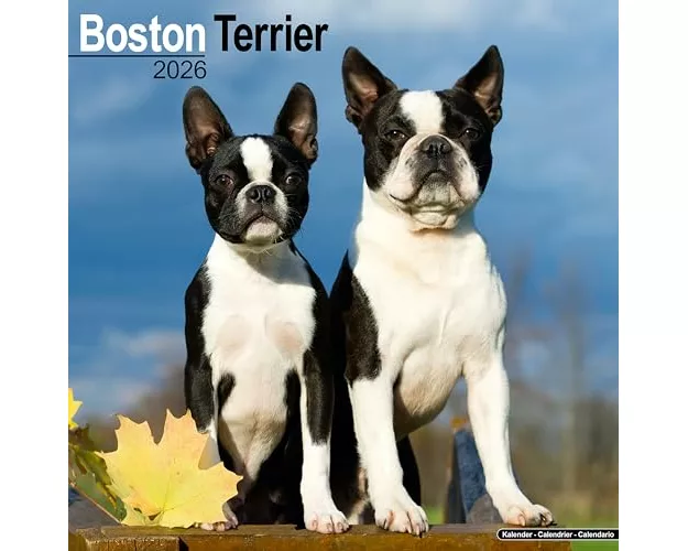 Boston Terrier Calendar 2026 Square Dog Breed Wall Calendar - 16 Month