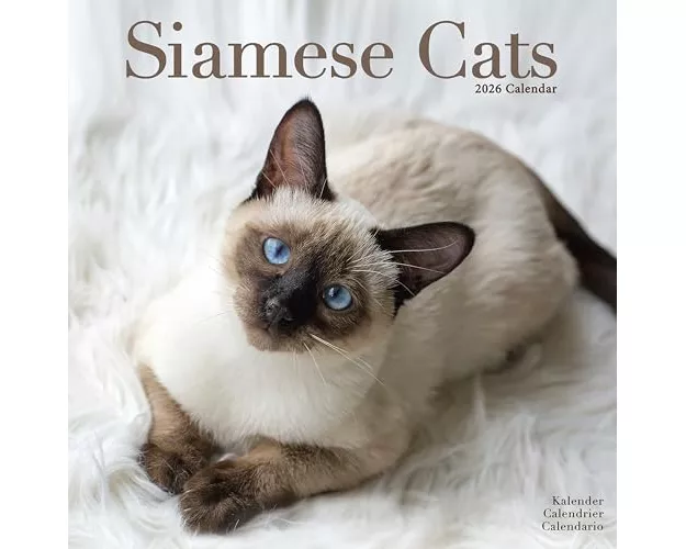 Cats - Siamese Calendar 2026 Square Cat Wall Calendar - 16 Month