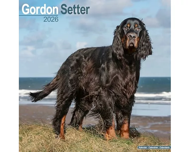 Gordon Setter Calendar 2026 Square Dog Breed Wall Calendar - 16 Month