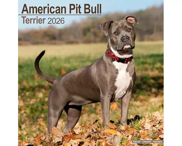 American Pit Bull Terrier Calendar 2026 Square Dog Breed Wall Calendar - 16 Month