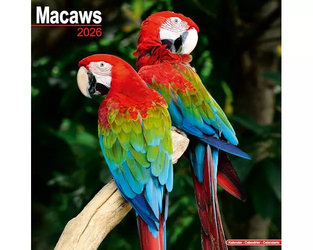 Macaws Calendar 2026 Square Bird Wall Calendar - 16 Month