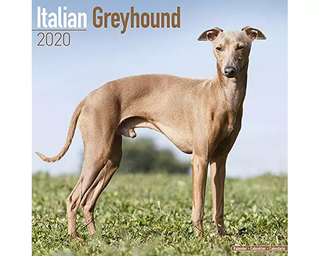 Italian Greyhound Calendar 2020