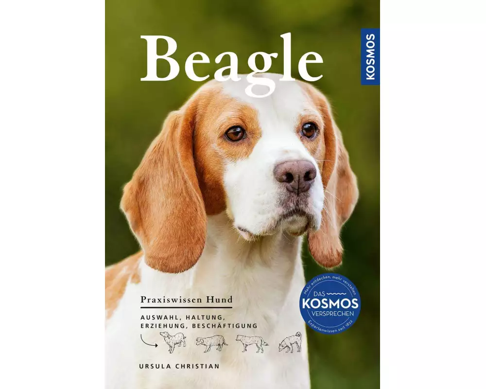 Beagle