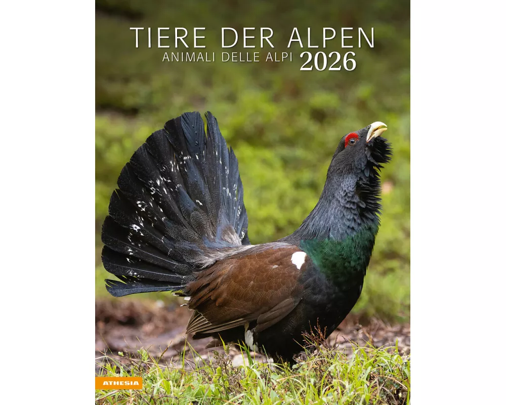 Tiere der Alpen - Kalender 2026