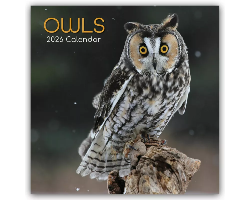 Owls - Eulen 2026 - 16-Monatskalender