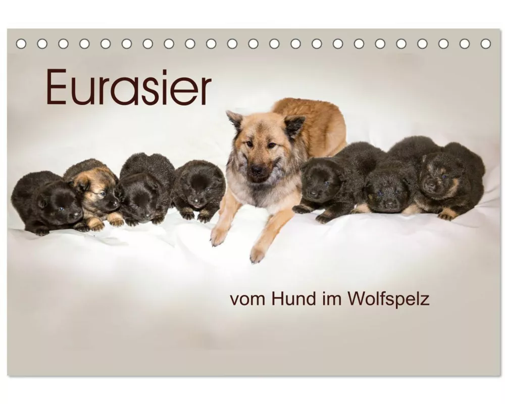 Eurasier, der Hund im Wolfspelz (Tischkalender 2026 DIN A5 quer), CALVENDO Monatskalender