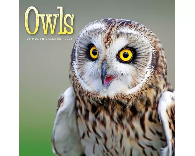Owls Square Wall Sunday Start Calendar 2