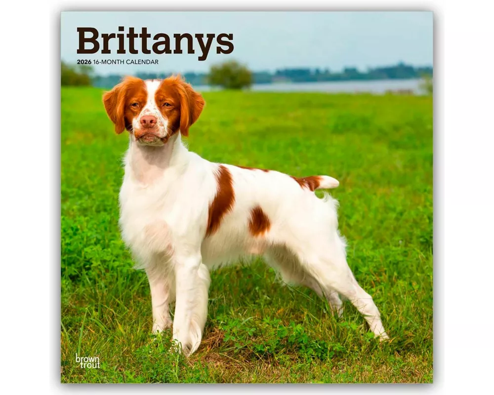 Brittanys - Bretonischer Vorstehhund 2026 - 16-Monatskalender