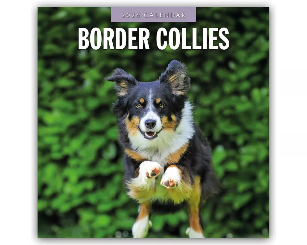 Border Collies 2026 Square Wall Calendar