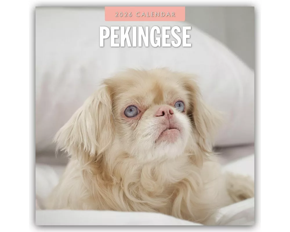 Pekingese 2026 Square Wall Calendar