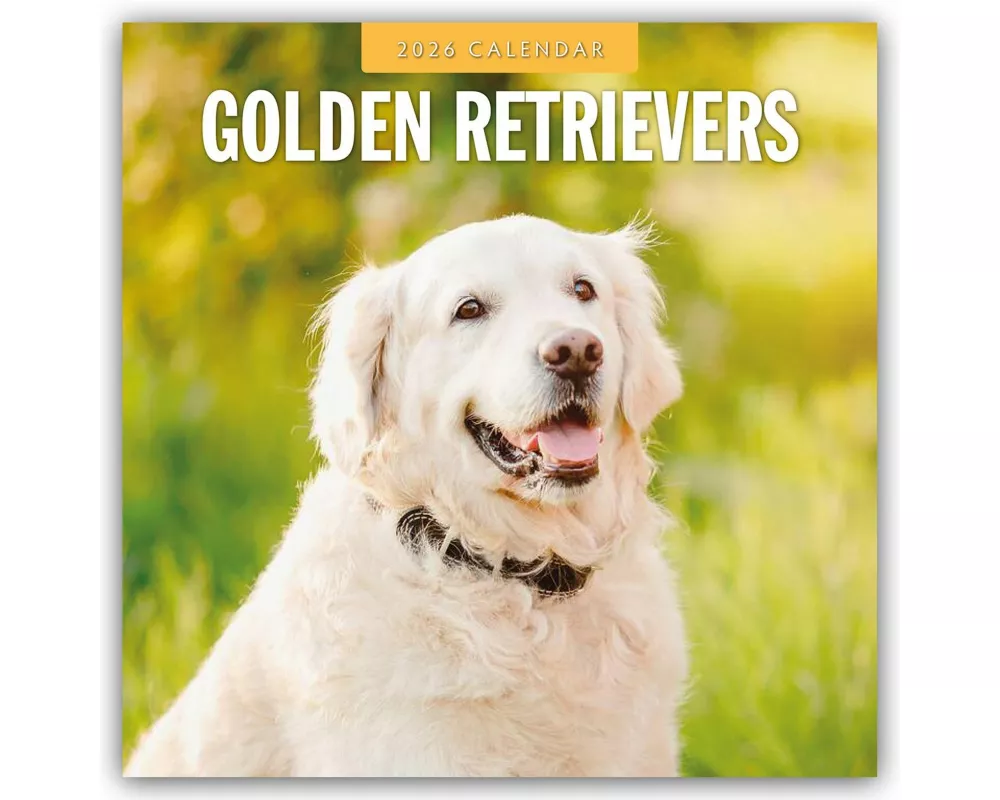 Golden Retrievers 2026 Square Wall Calendar