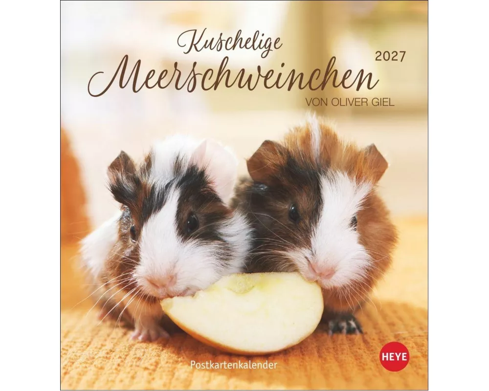 Kuschelige Meerschweinchen Postkartenkalender 2027