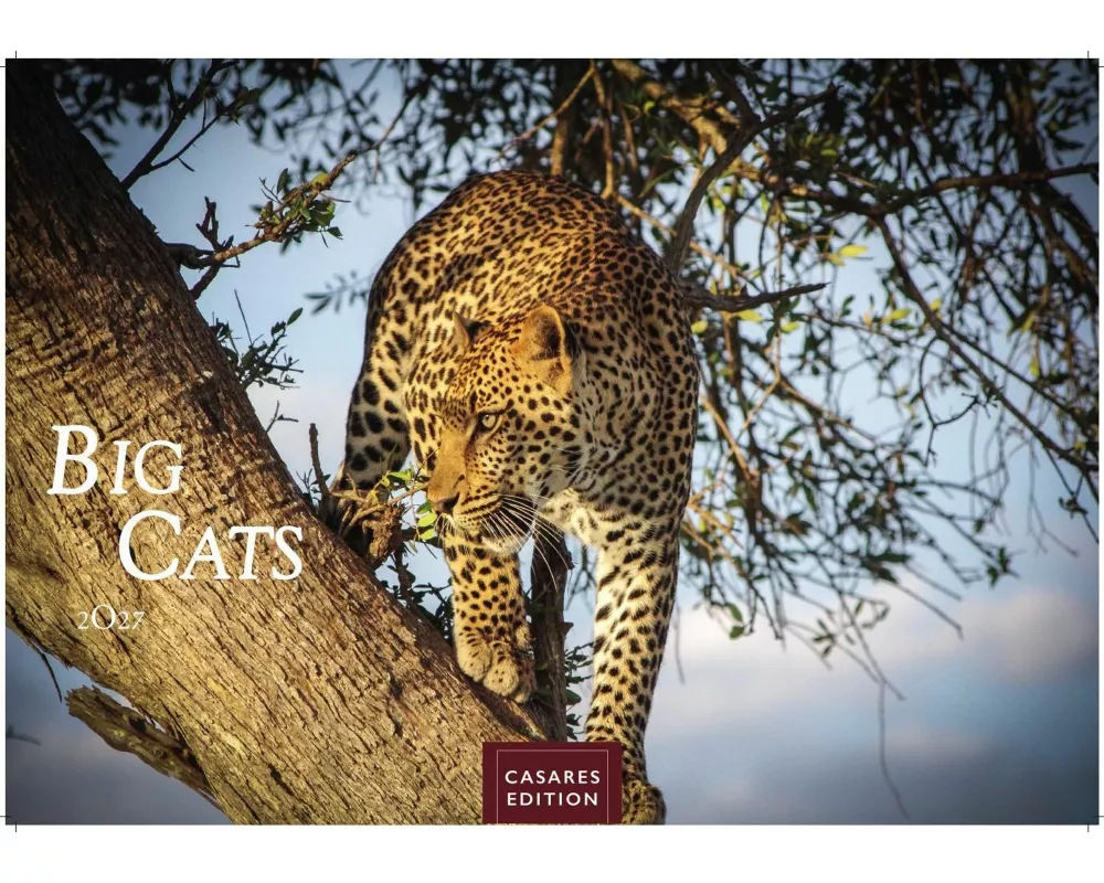 Big Cats Kalender 2027 - Wandkalender | Fotokalender Tierkalender 35x50cm - Wunderschöner Großkatzen-. mit beeindruckenden Fotos von Tiger| Löwen | Ja