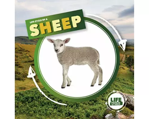 Life Cycle of a Sheep