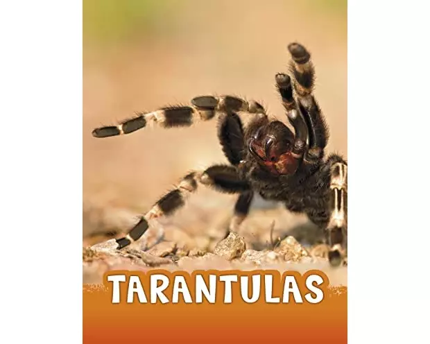 Tarantulas