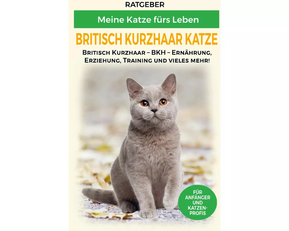 Britisch Kurzhaar Katze