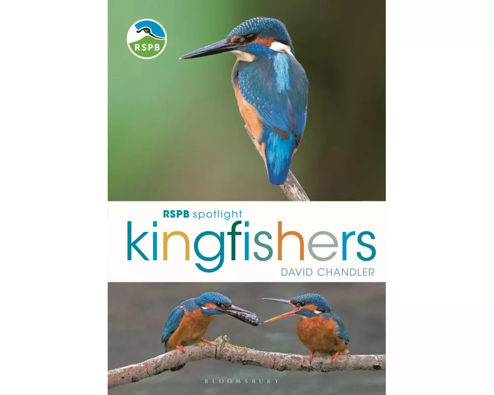 RSPB Spotlight Kingfishers