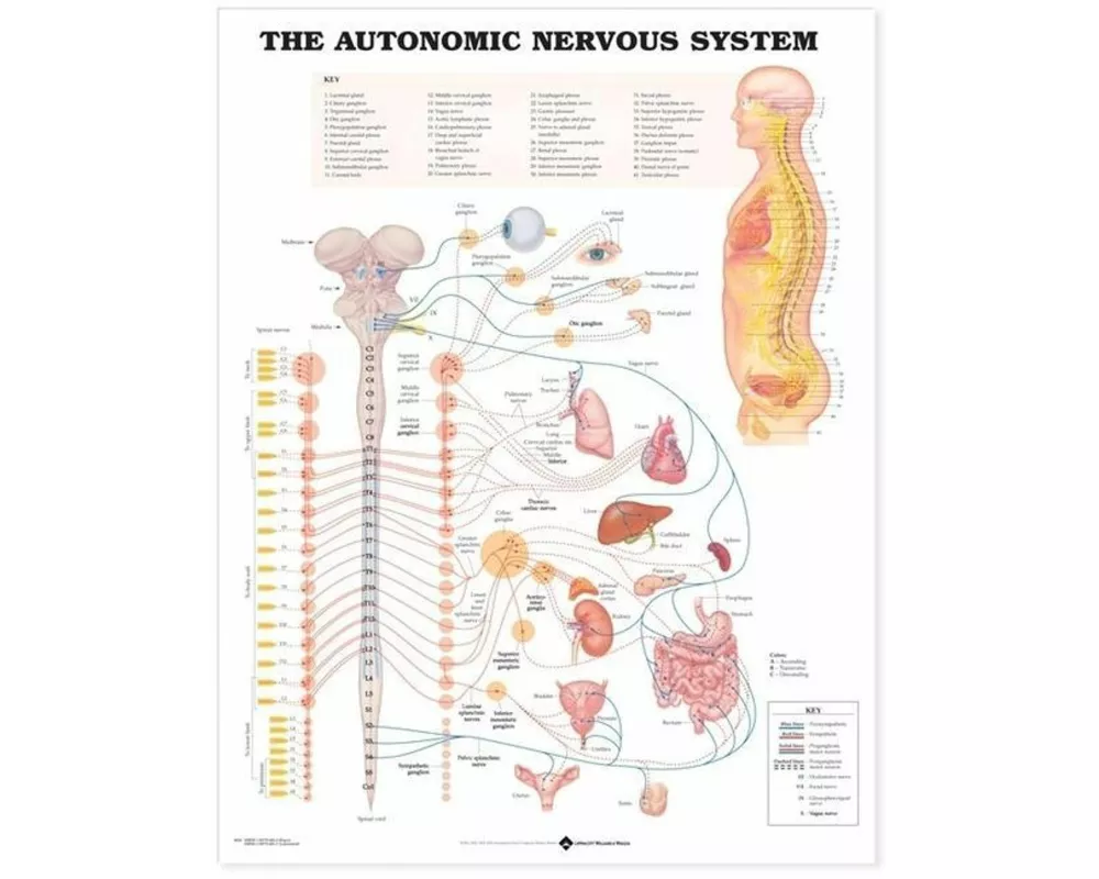 The Autonomic Nervous System Anatomical Chart