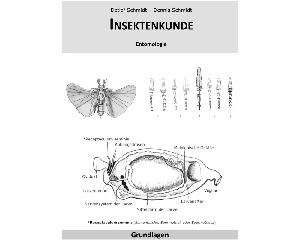 Insektenkunde
