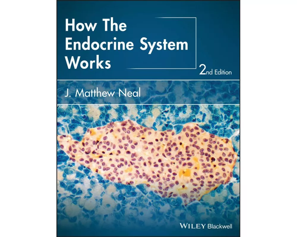 How the Endocrine System Works