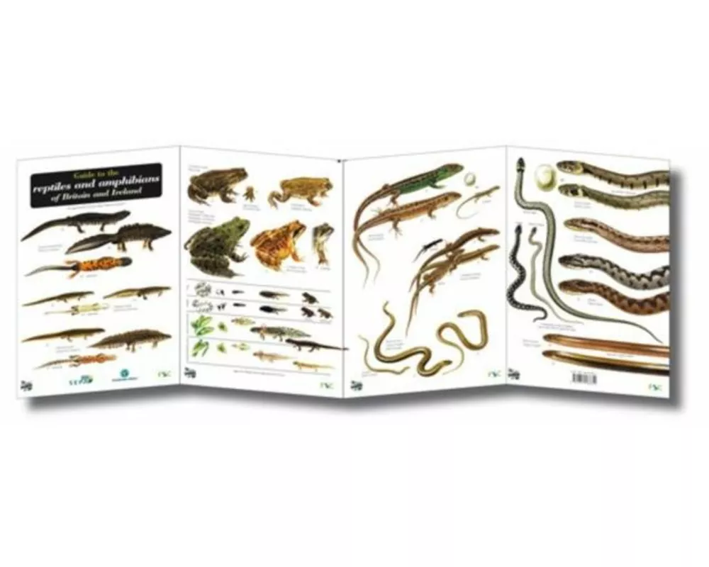 Guide to the Reptiles and Amphibians of Britain and Ireland