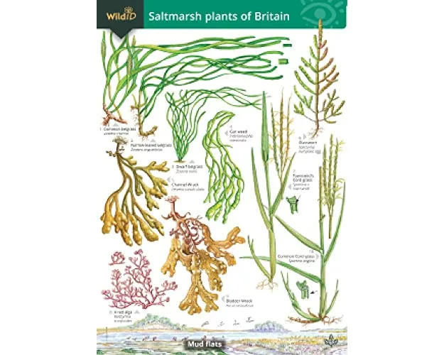 Guide to the Saltmarsh Plants of Britain