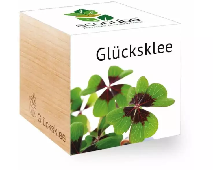 Feel Green Ecocube Glücksklee