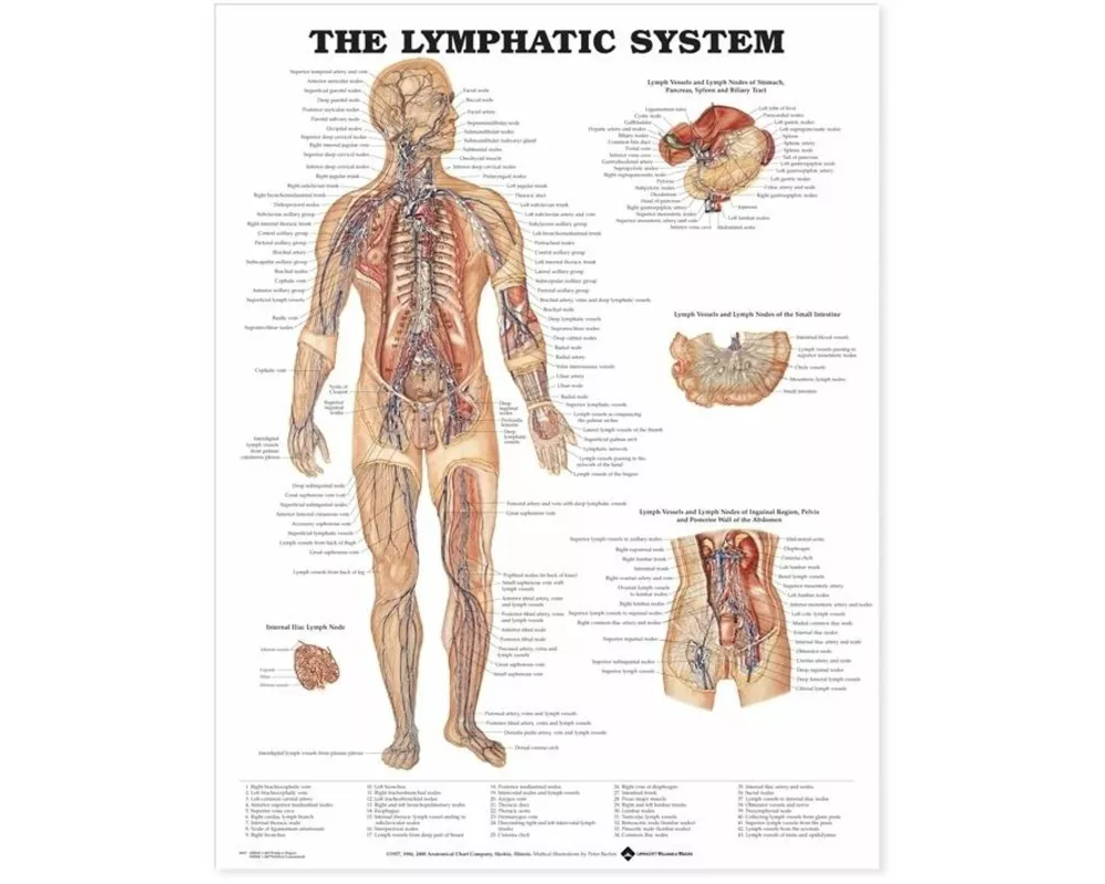 The Lymphatic System Anatomical Chart