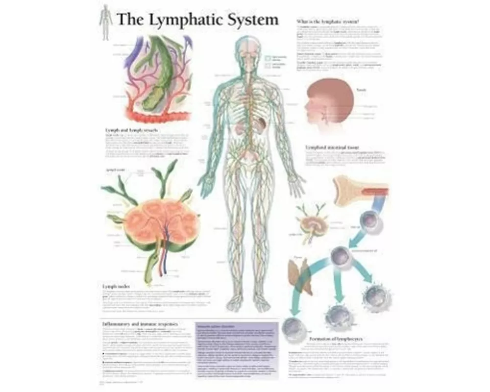 Lymphatic System Paper Poster