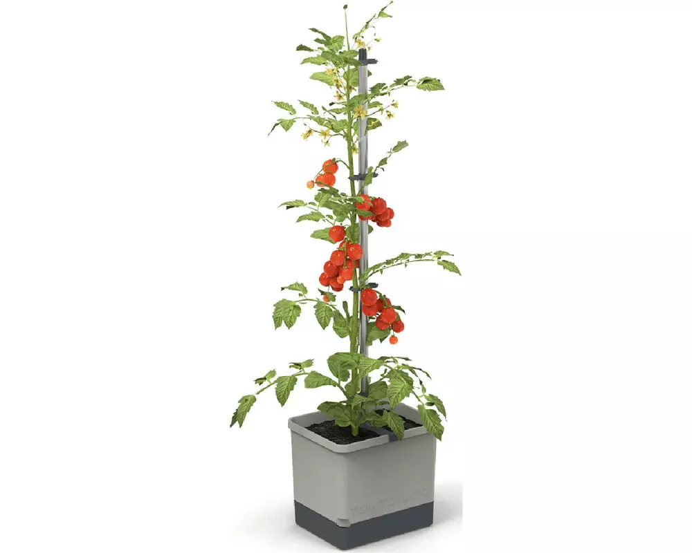 Gusta Garden Anzuchtset TOM TOMATO Starterset, Hellgrau