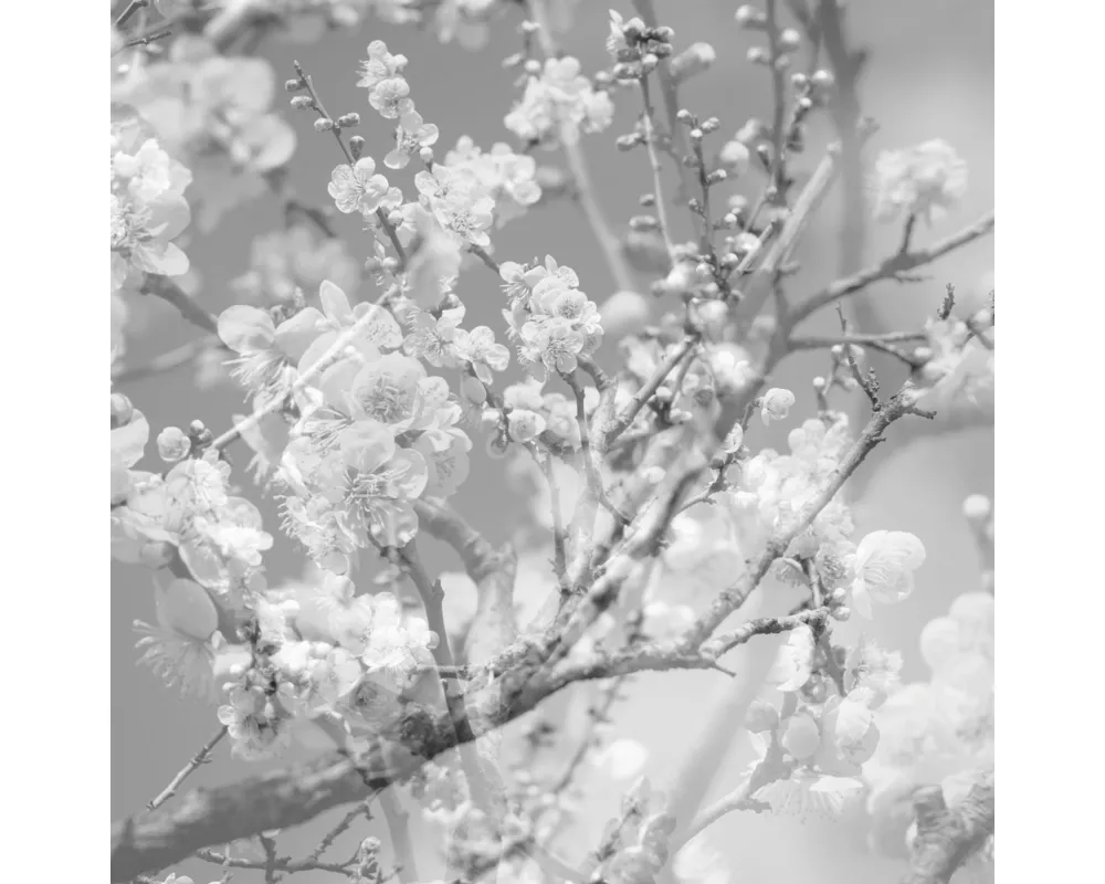 Hanamichi - The Final Studio Recording Vol. II