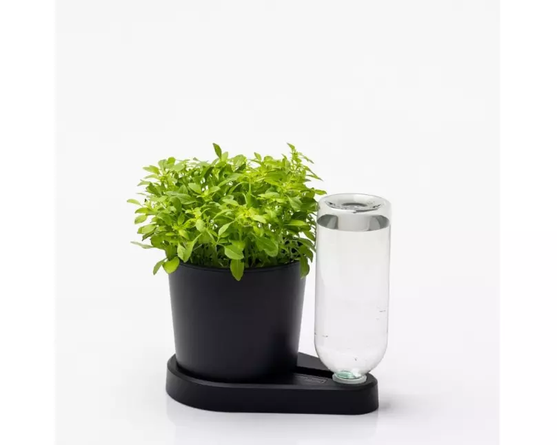 Greevi Kräuterheld Schwarz