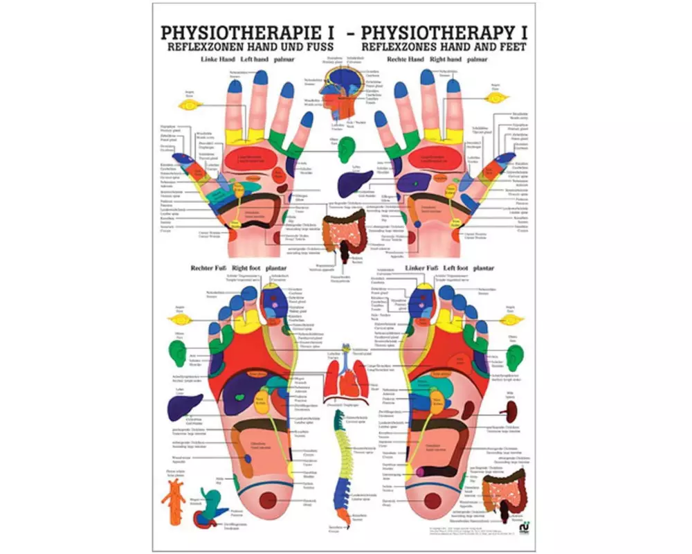 Rüdiger Physiotherapie-Poster Reflexzonen Hand und Fuss Deutsch