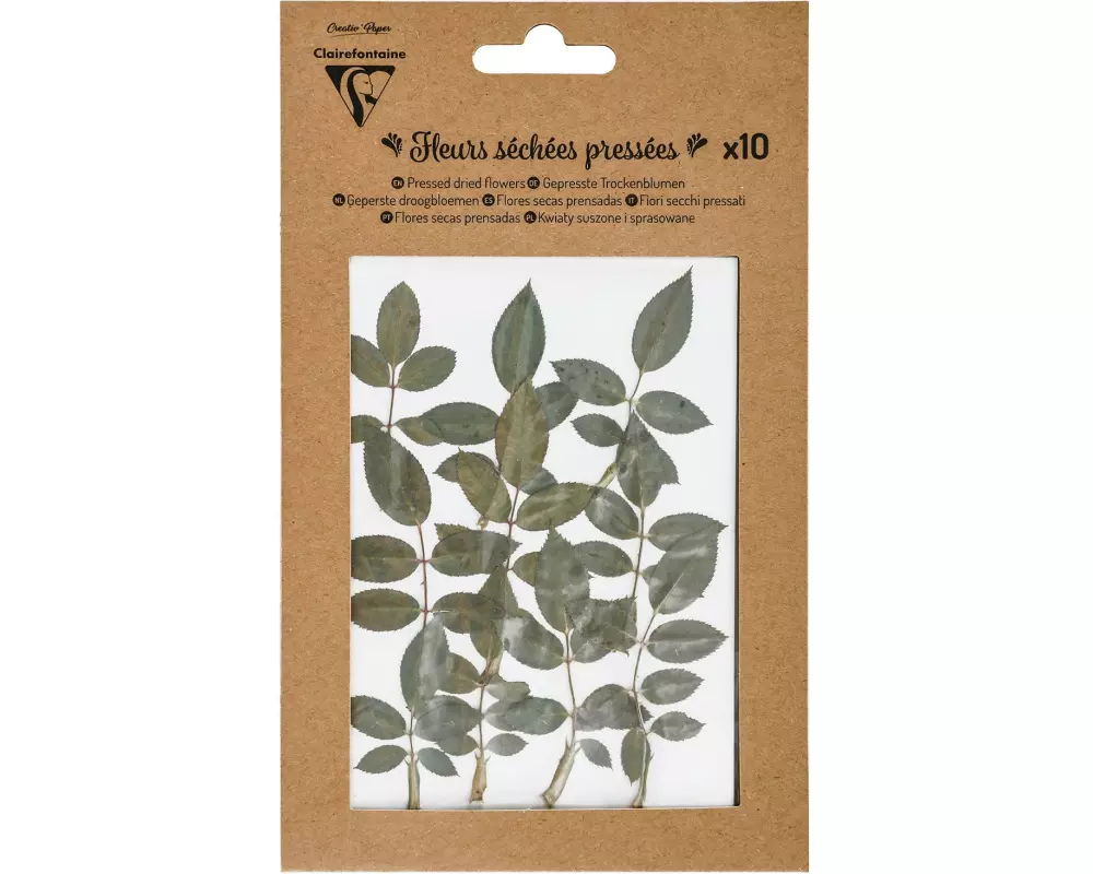 Clairefontaine Trockenblumen Blätter