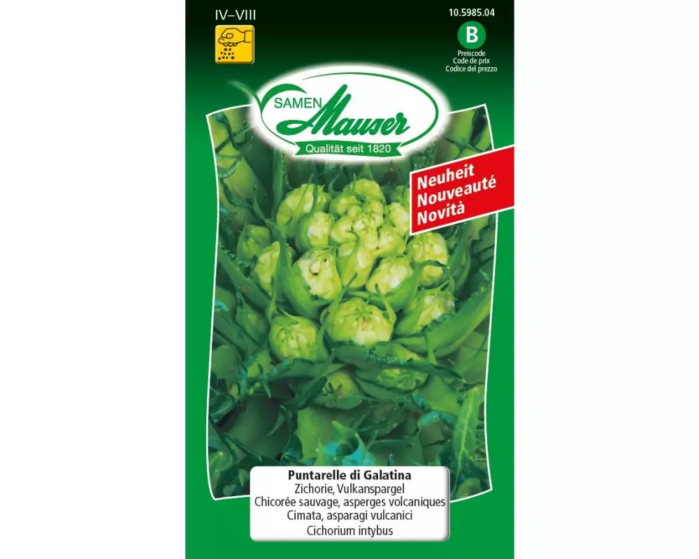 Samen Mauser Samen Puntarelle di Galatina Zichorie, Vulkanspargel