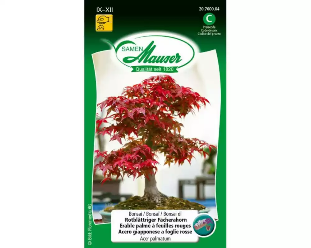 Samen Mauser Bonsai Rotblättriger Fächerahorn